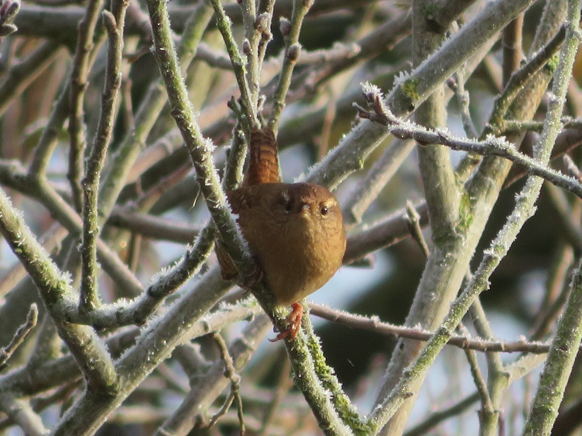 Eurasian Wren - ML526829951