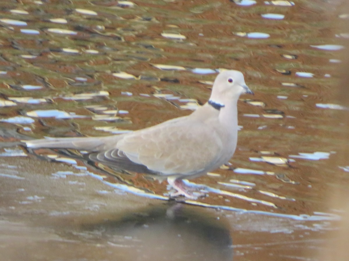 Eurasian Collared-Dove - ML526830151