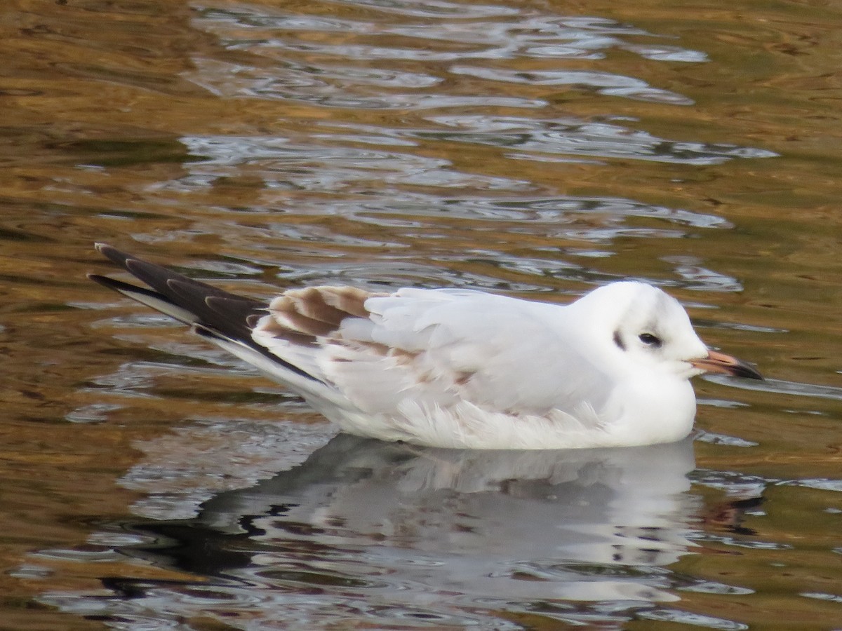 Black-headed Gull - ML526830411