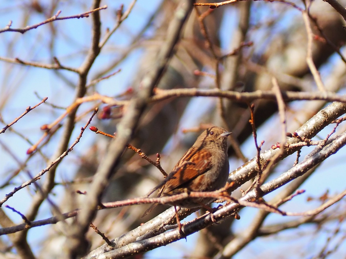 Japanese Accentor - ML526831121