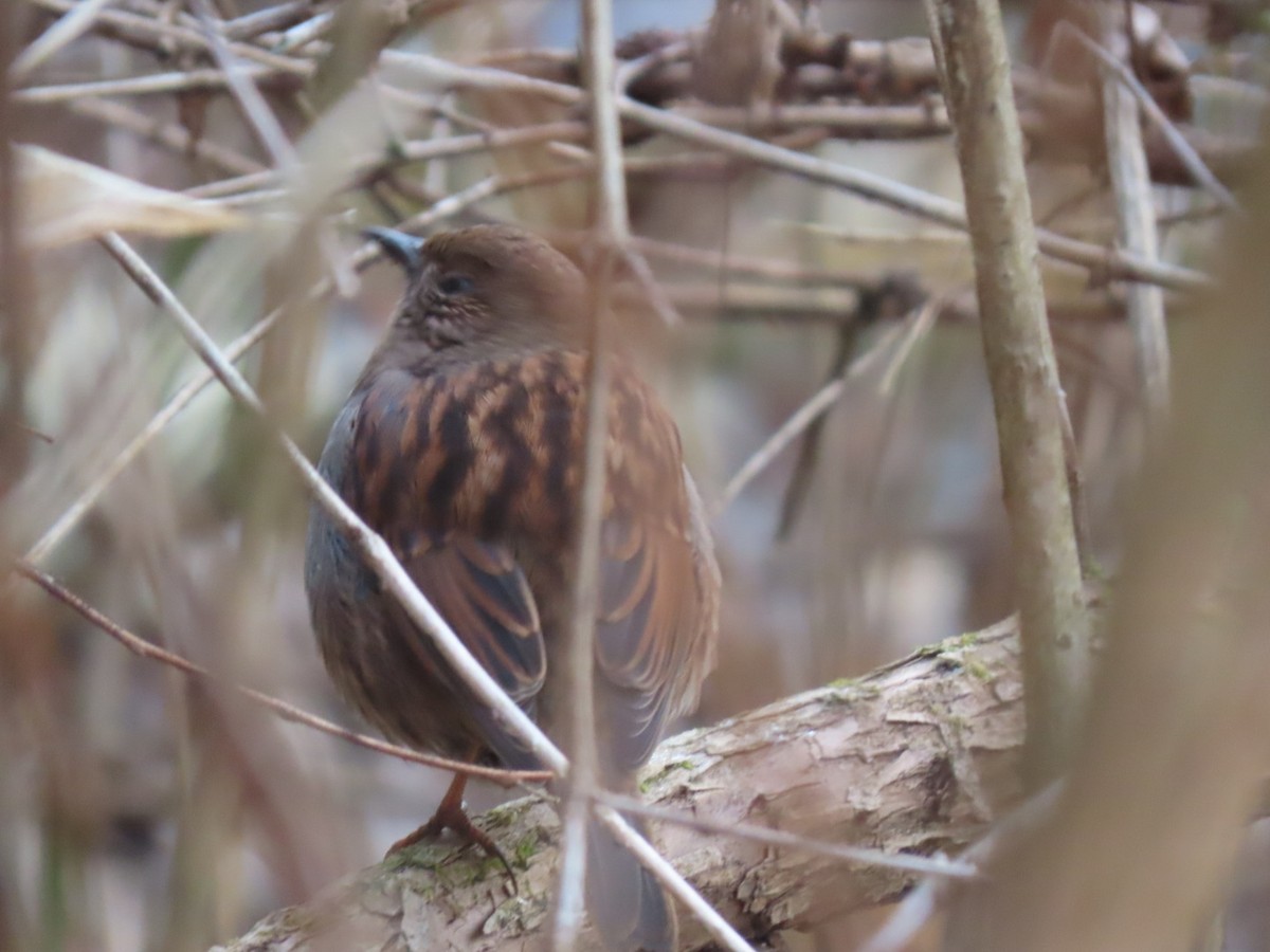 Japanese Accentor - ML526831131