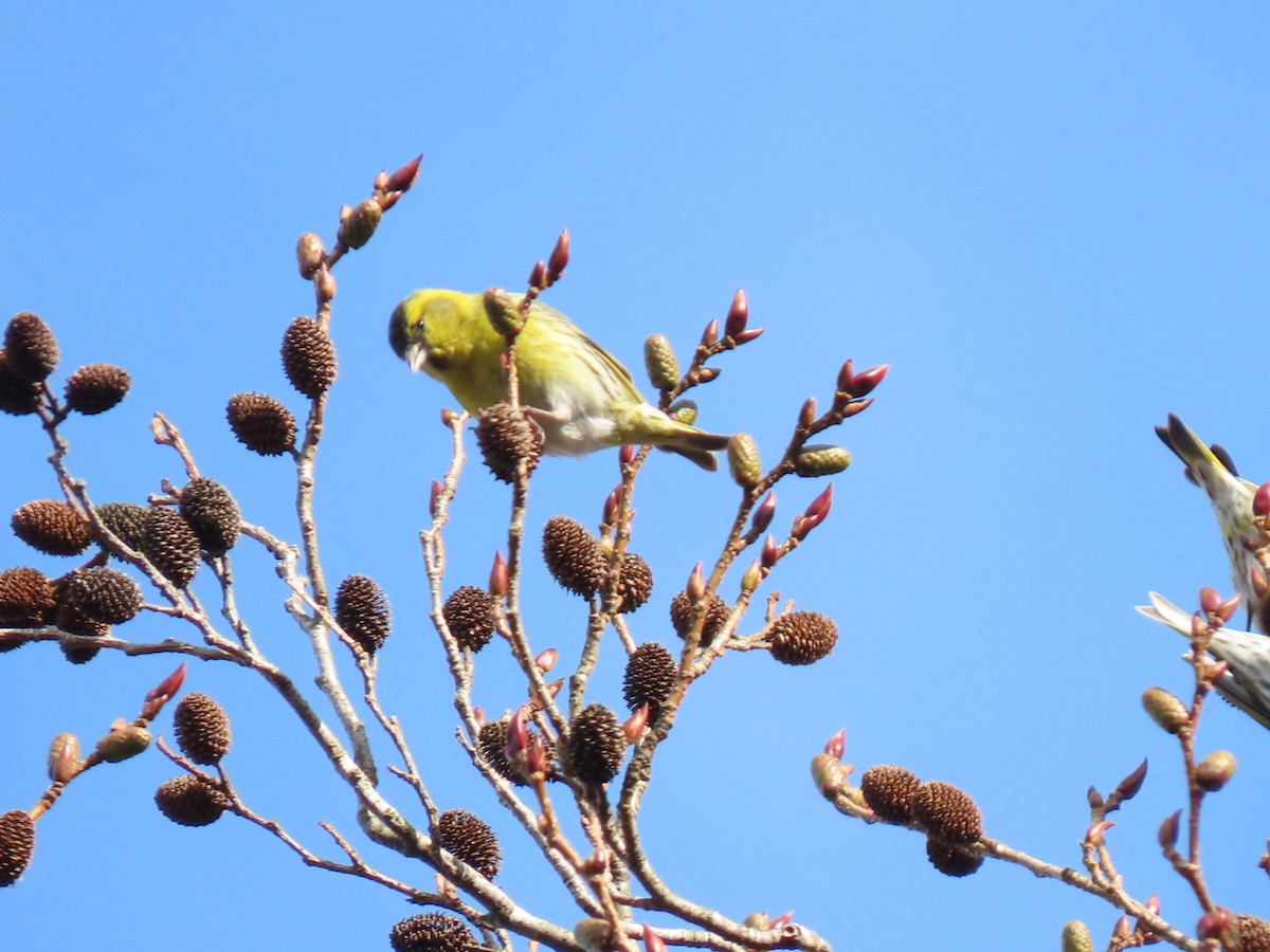 Eurasian Siskin - ML526831261