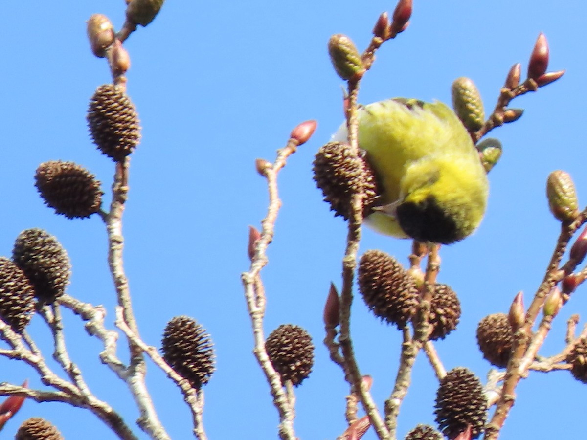 Eurasian Siskin - ML526831271