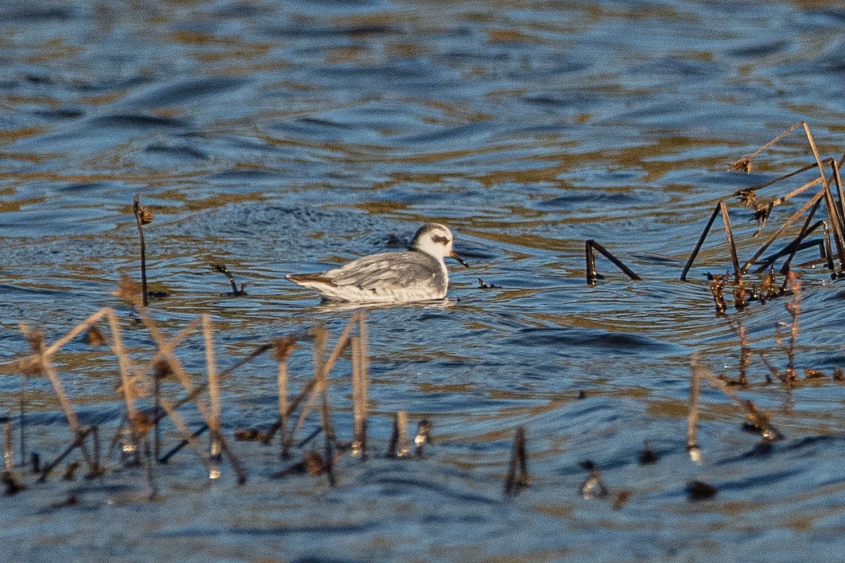 Red Phalarope - ML526831391