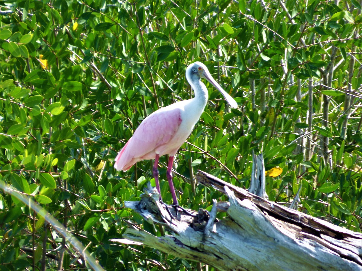 Roseate Spoonbill - Adrian Dorst