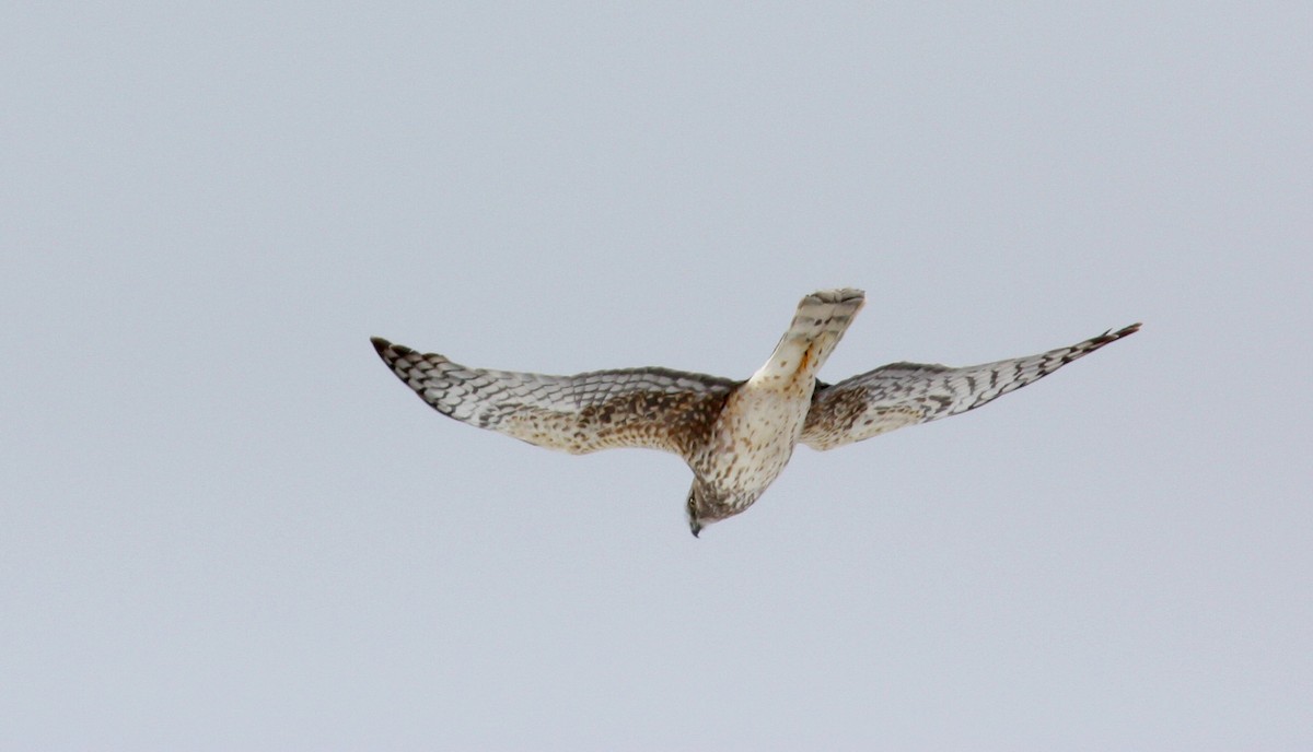 Northern Harrier - ML52683151