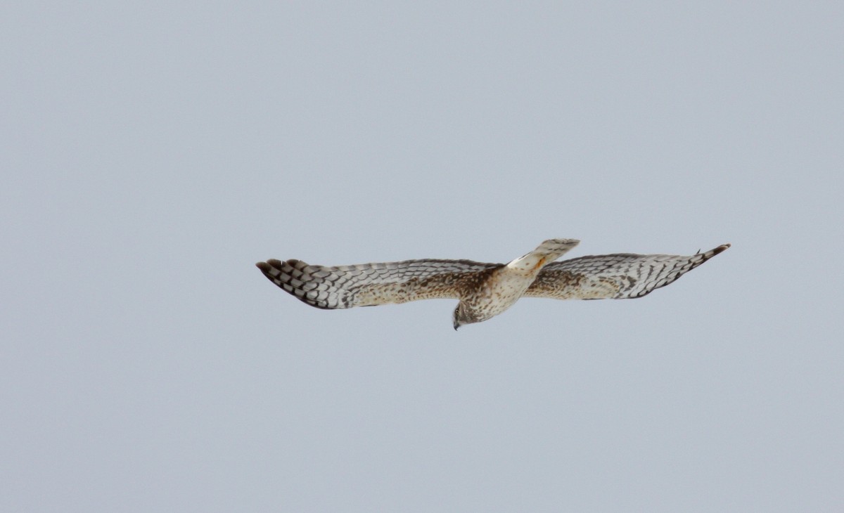 Northern Harrier - ML52683181