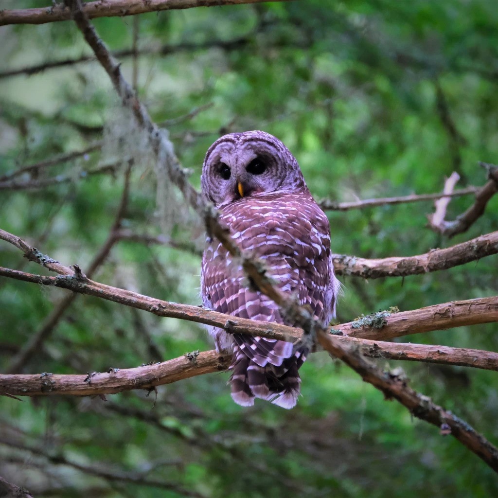 Barred Owl - Andrew Dressel