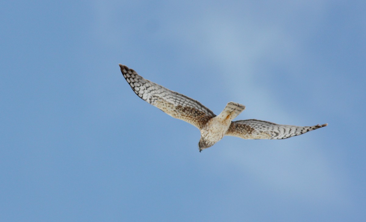 Aguilucho de Hudson - ML52683211