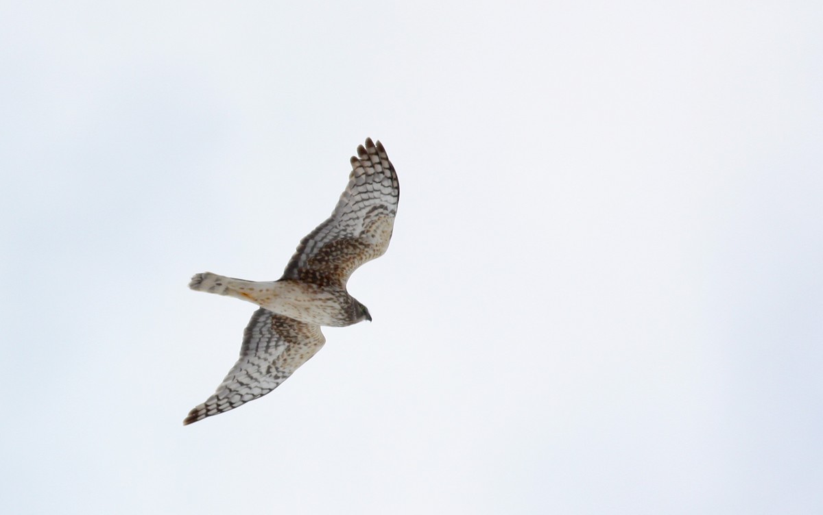 Northern Harrier - ML52683221