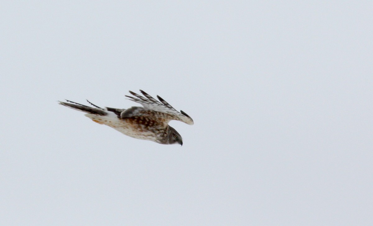 Northern Harrier - ML52683251