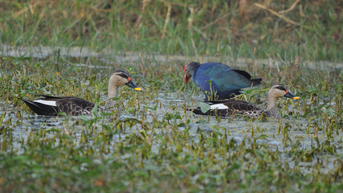 Canard à bec tacheté - ML526832521