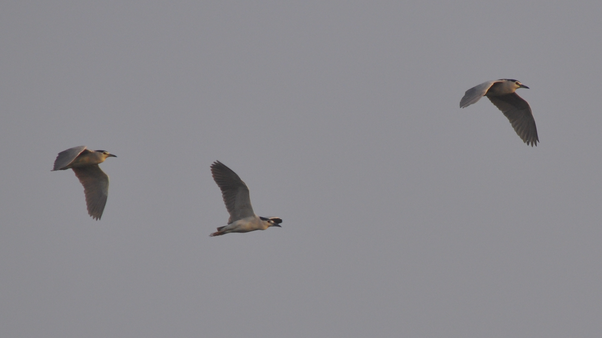 Black-crowned Night Heron - ML526832611