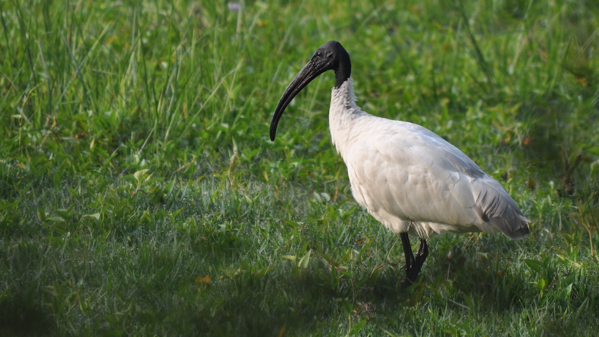 Ibis à tête noire - ML526832711