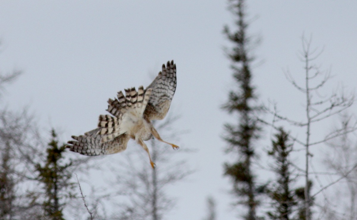 Northern Harrier - ML52683281