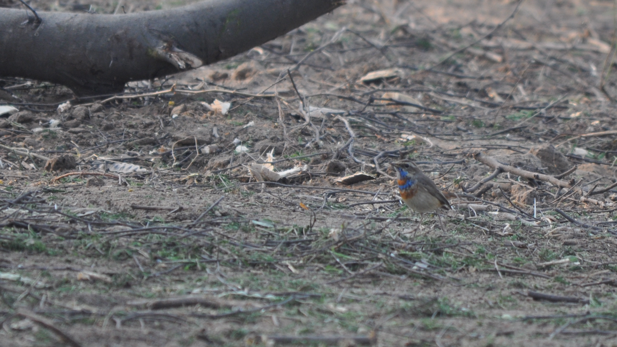 Bluethroat - ML526832881