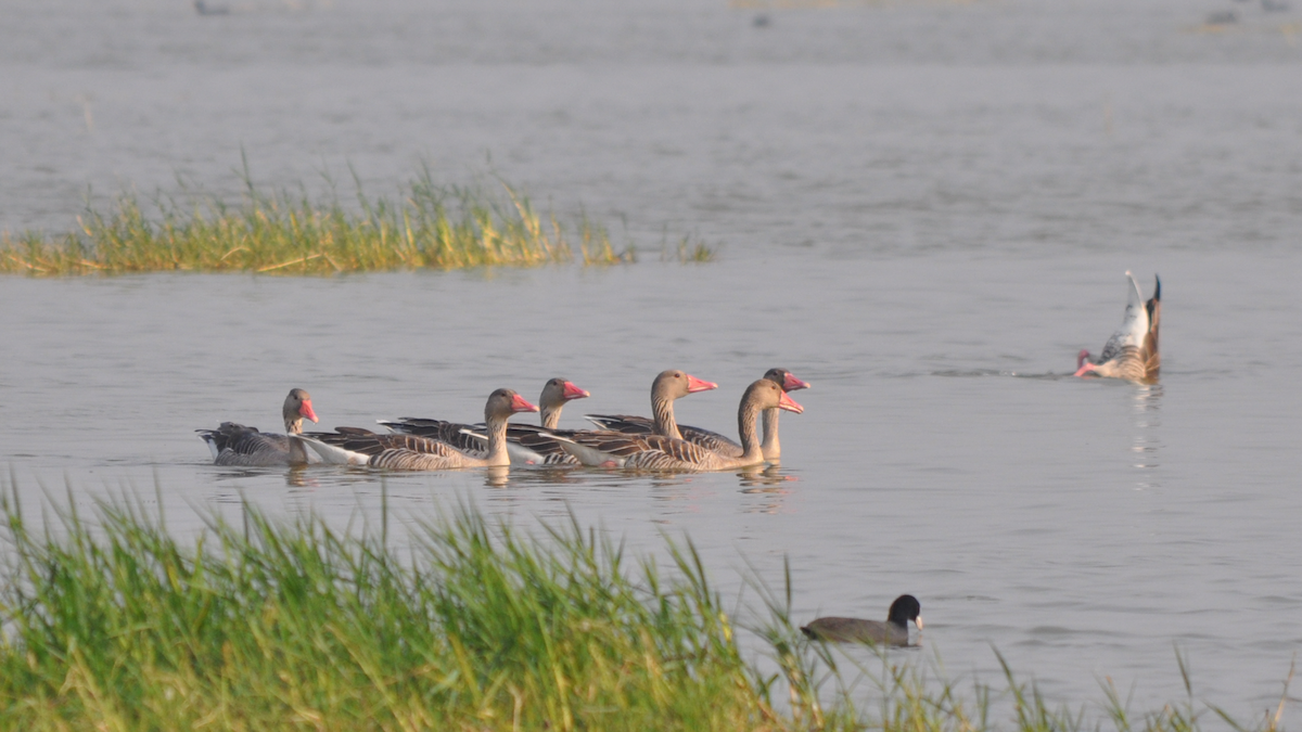 Graylag Goose - ML526833241