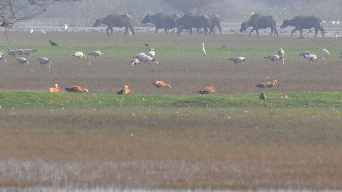 Ruddy Shelduck - ML526833521