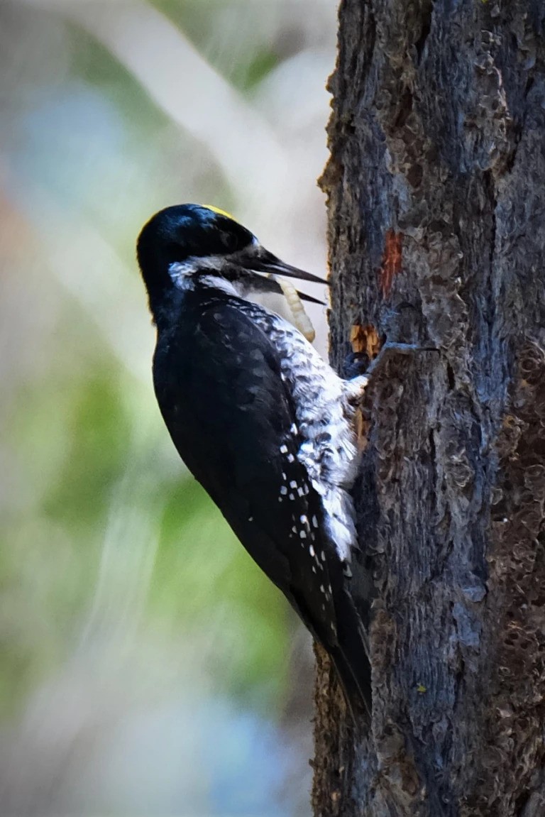 Black-backed Woodpecker - Andrew Dressel