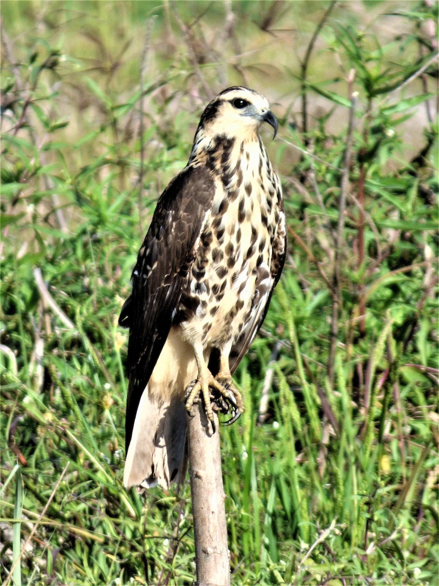 Snail Kite - ML52683391