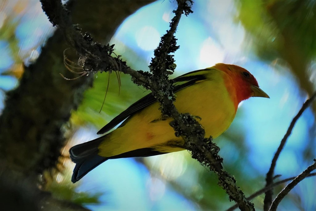 Western Tanager - ML526833961