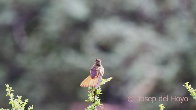 kolibřík zábludový - ML526834591