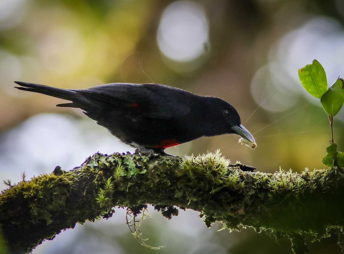 Javan Oriole - Wade Strickland