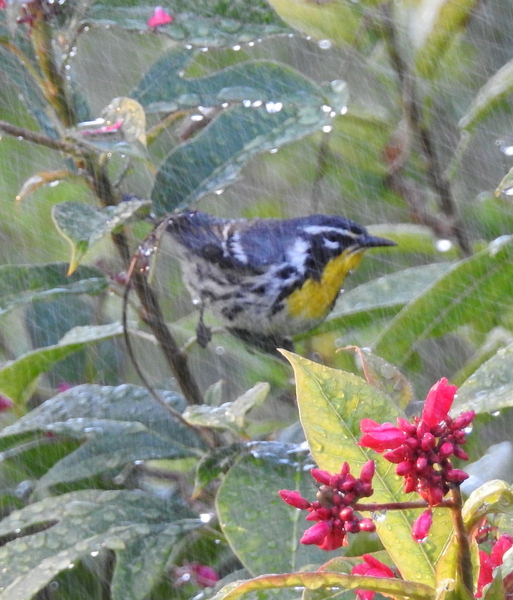 Yellow-throated Warbler - ML52683841