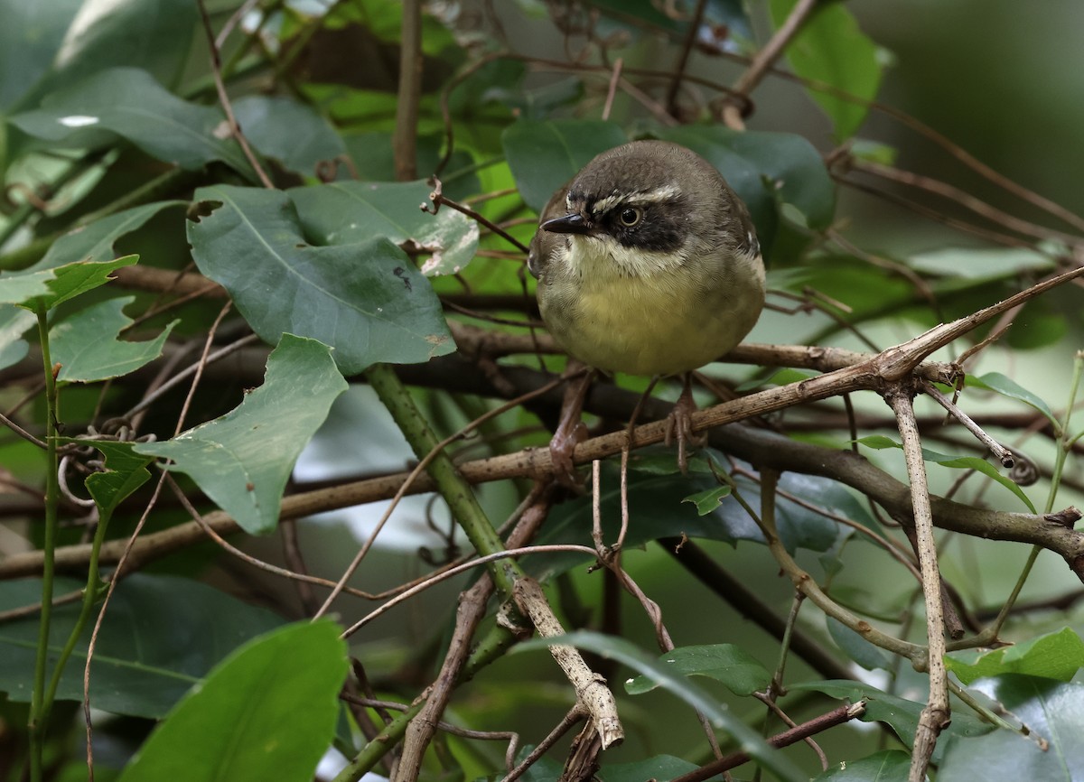 White-browed Scrubwren - Andy Gee