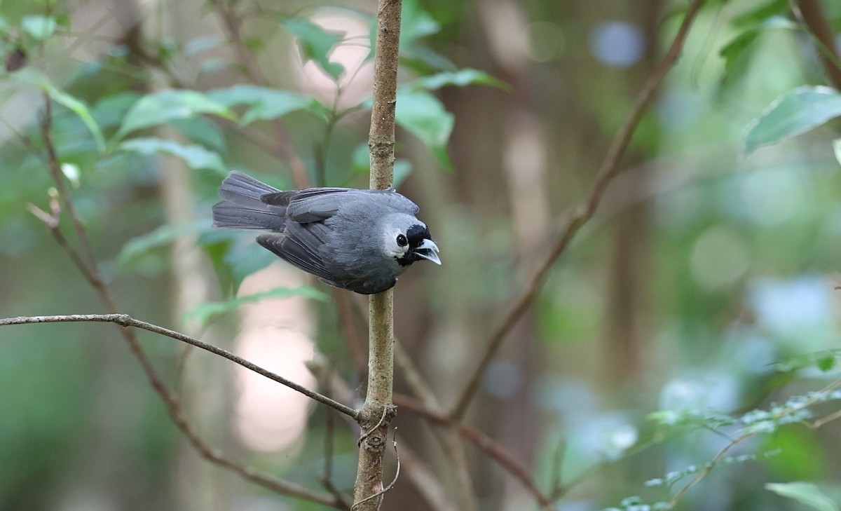 Black-faced Monarch - Andy Gee