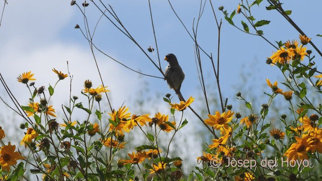 Band-tailed Seedeater - ML526842921