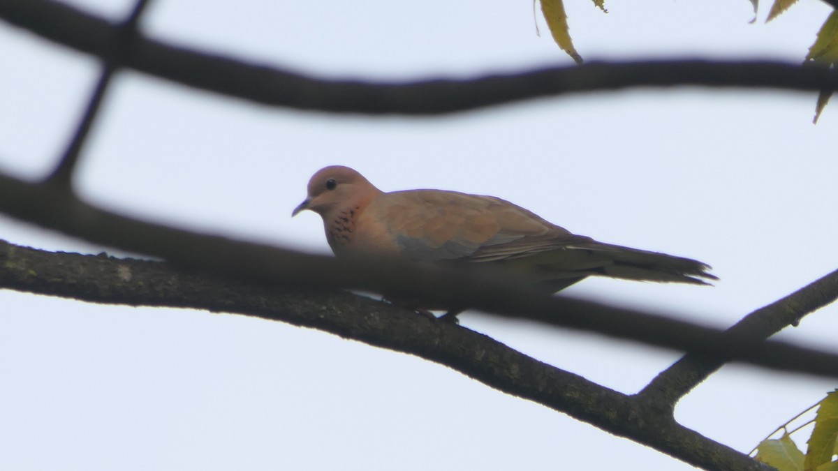 Laughing Dove - ML526844021