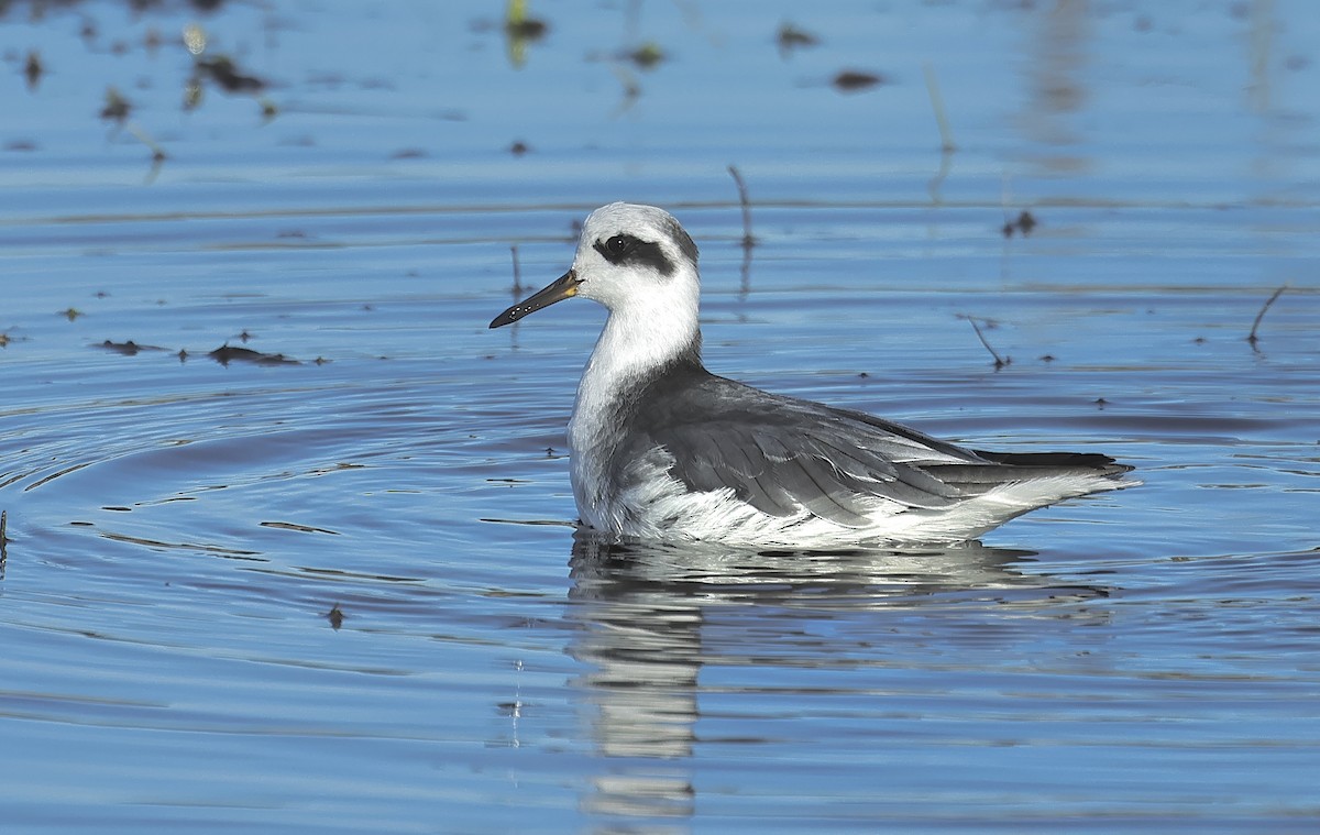 Улаан сэлээхэй - ML526844581