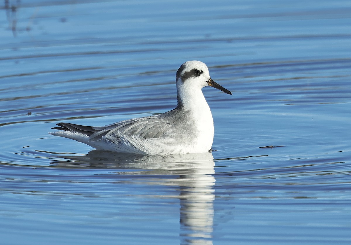 Улаан сэлээхэй - ML526844671