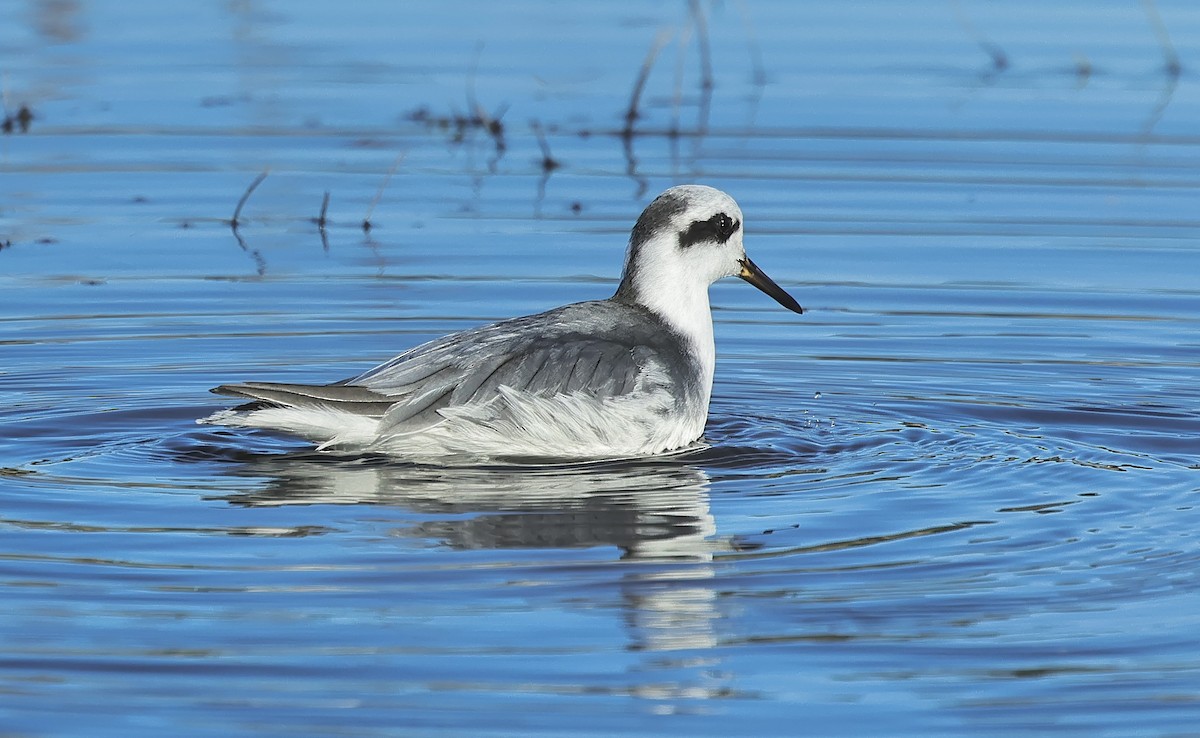 Улаан сэлээхэй - ML526844701