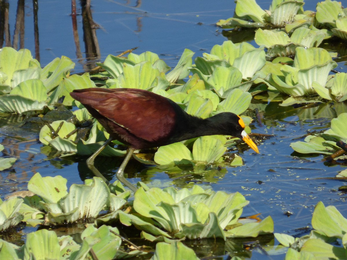 Jacana Centroamericana - ML52684471