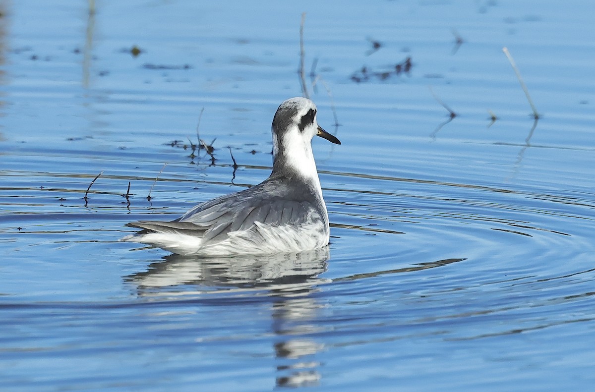 Улаан сэлээхэй - ML526845061