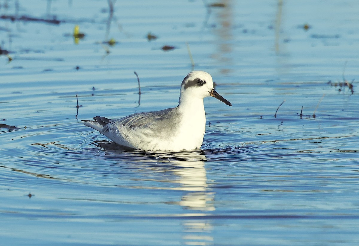 Улаан сэлээхэй - ML526845161