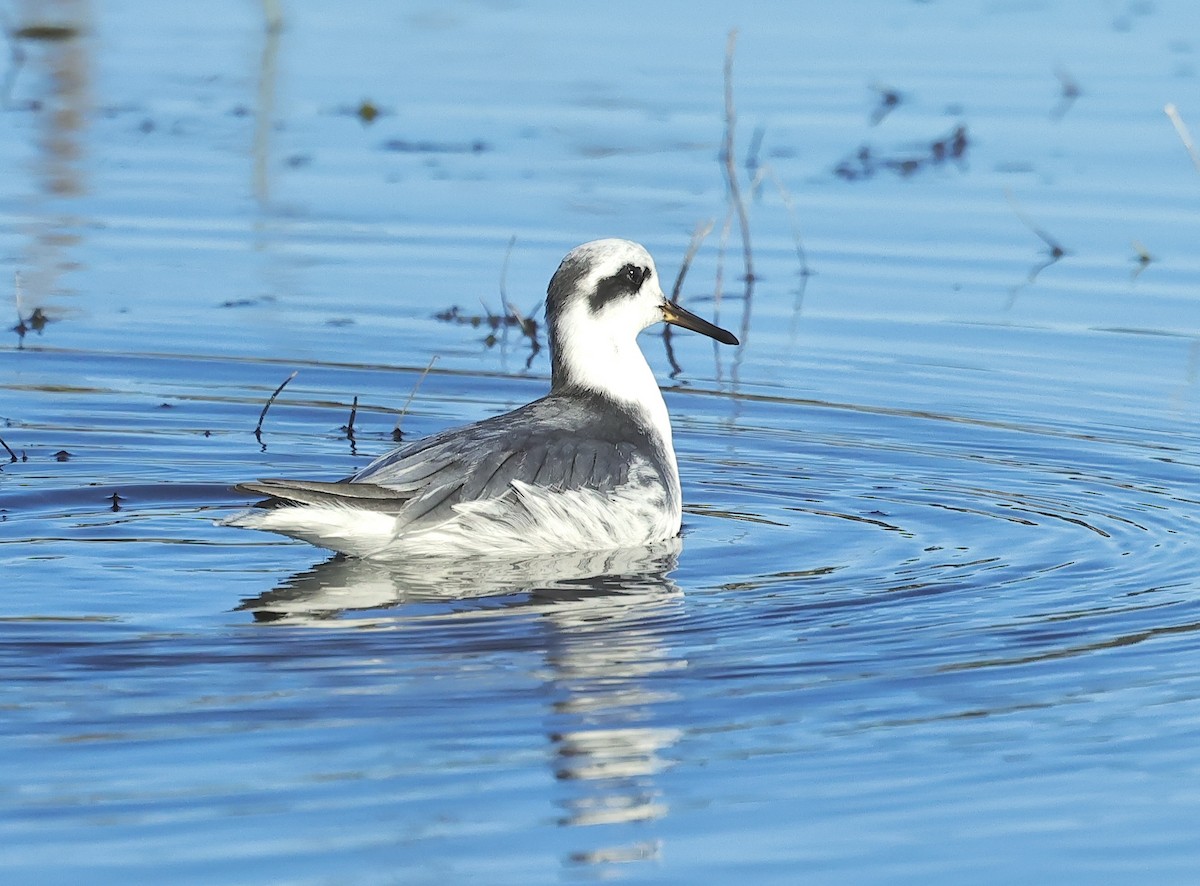 Улаан сэлээхэй - ML526845251
