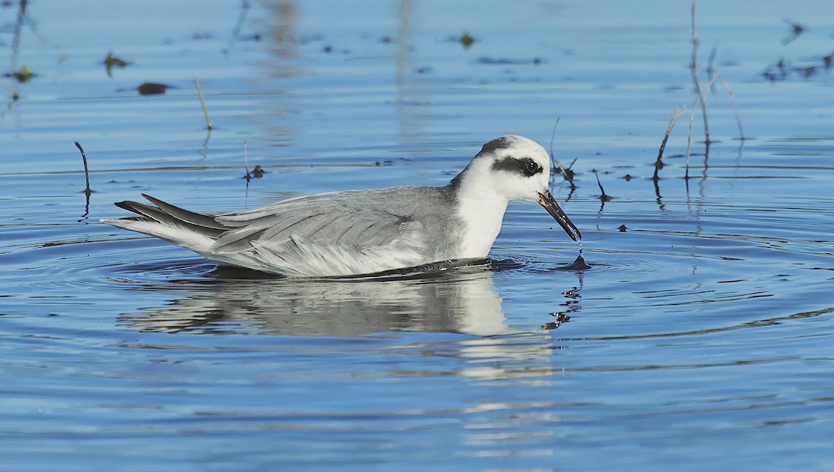 Улаан сэлээхэй - ML526845441