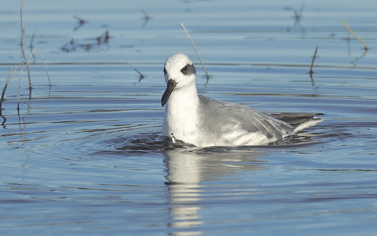 Улаан сэлээхэй - ML526845471