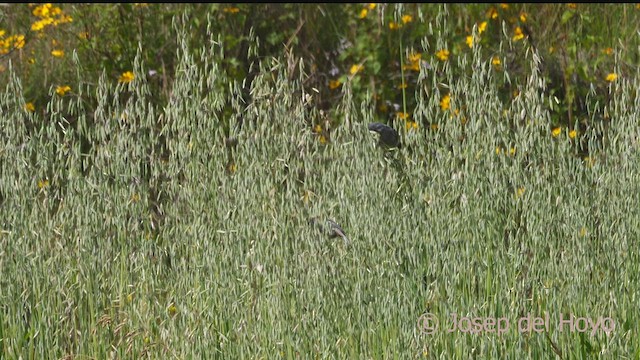 Band-tailed Seedeater - ML526845701