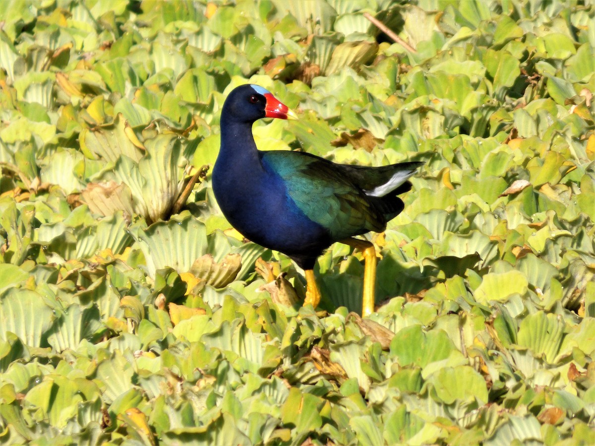 Purple Gallinule - ML52684581