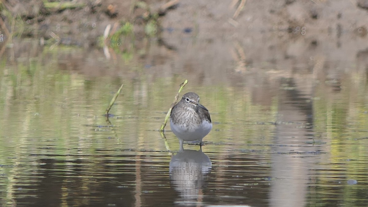 Green Sandpiper - ML526845811