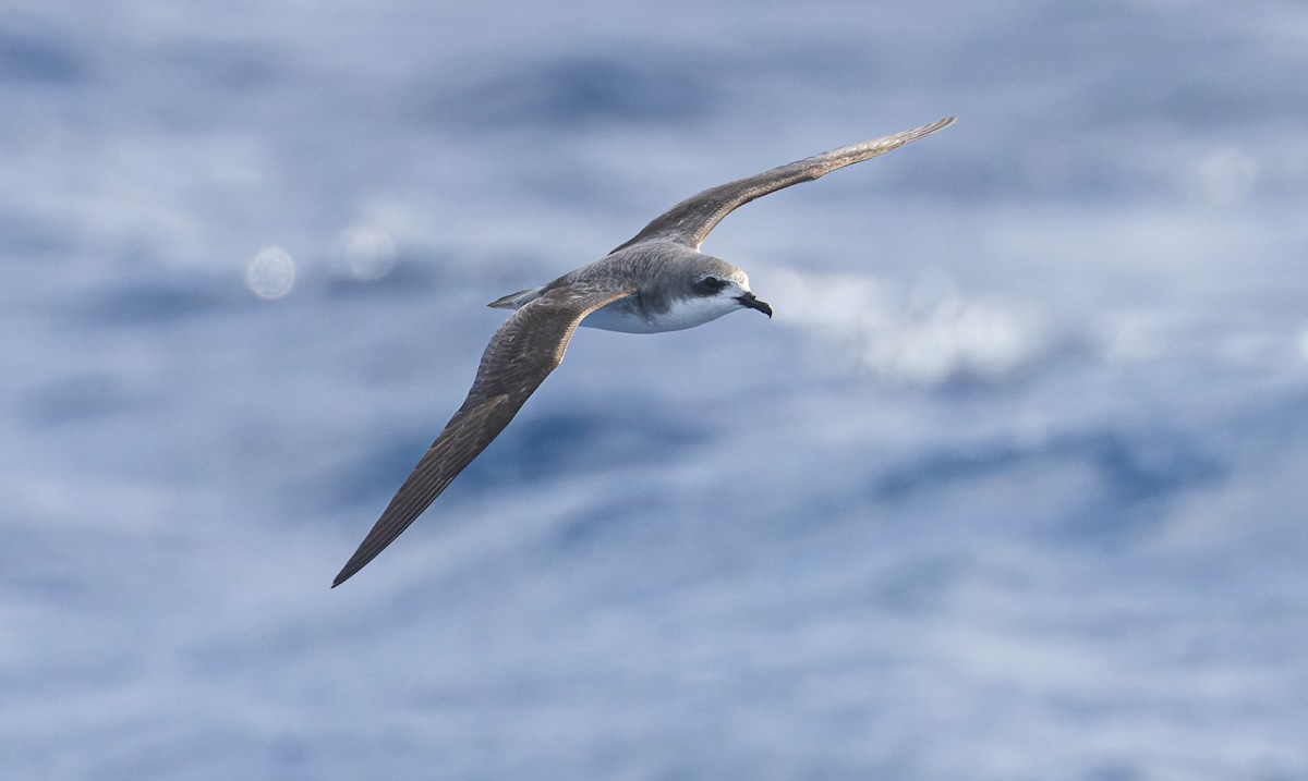 Cook's Petrel - Jacob Crisp