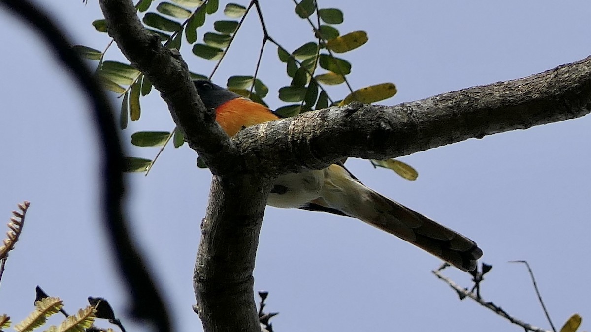 Small Minivet - ML526845971