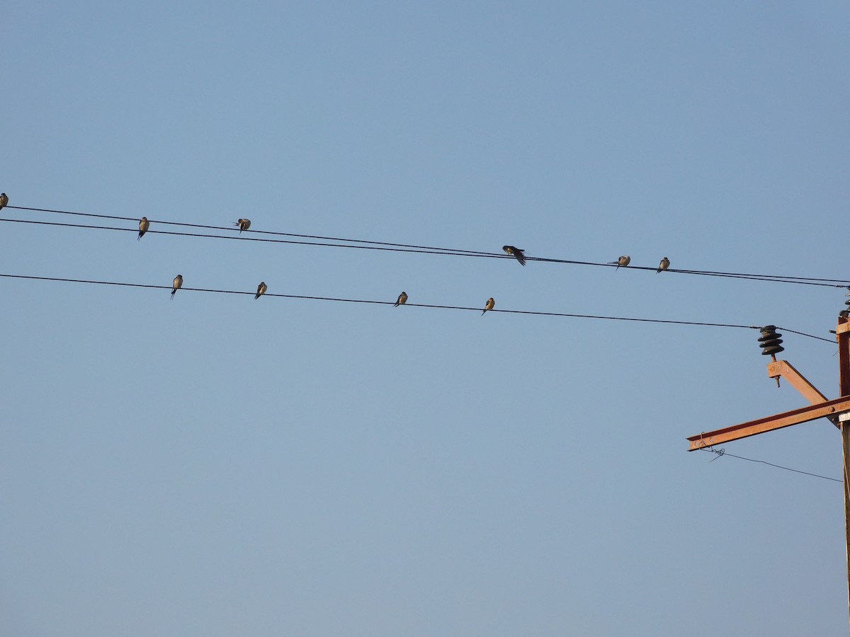 Barn Swallow - ML526846021