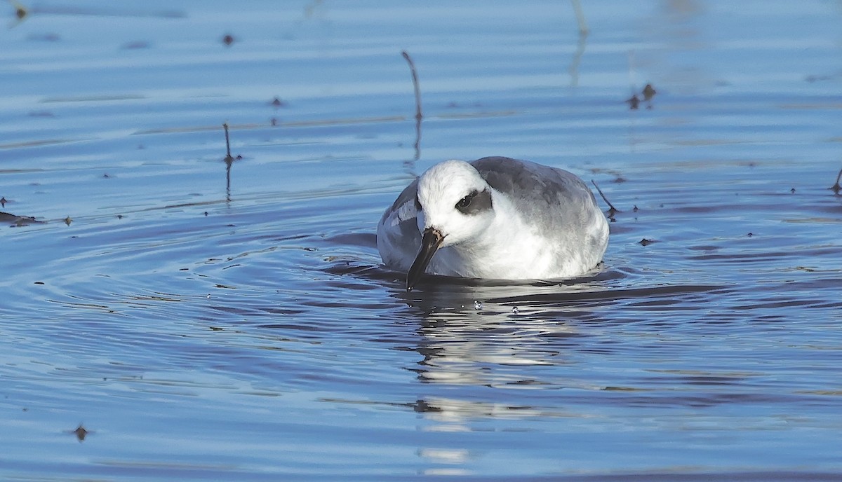 Улаан сэлээхэй - ML526846131