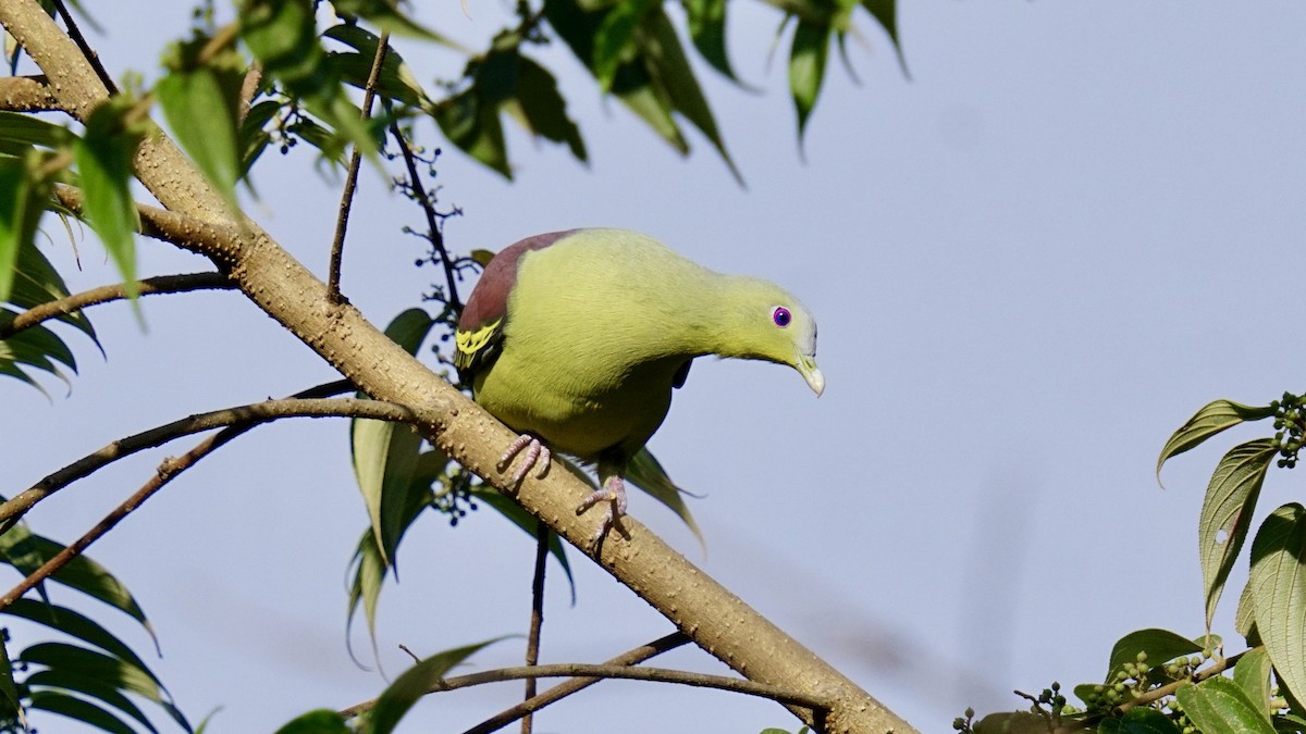 Gray-fronted Green-Pigeon - ML526846671