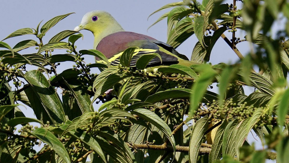 Gray-fronted Green-Pigeon - Abhijit Ghaskadbi